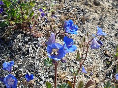 phacelia campanularia